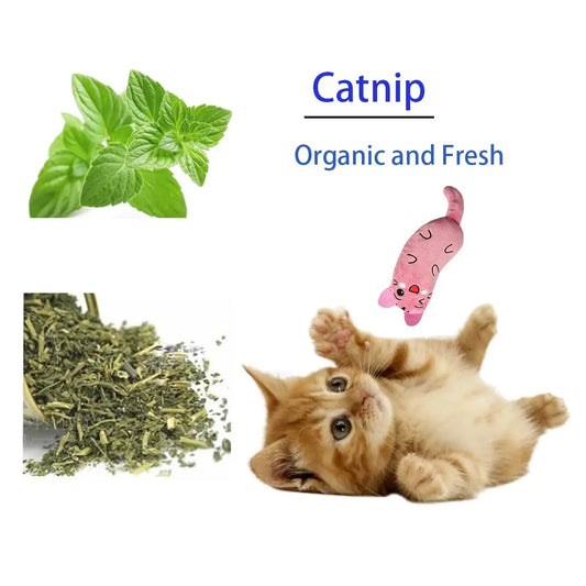 🐭 Plysjmus med kattemynte – lekne jaktfavoritter